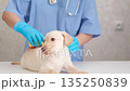 A veterinarian brushes a cute Labrador puppy during a checkup 135250839
