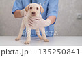 A veterinarian examines a cute Labrador puppy 135250841
