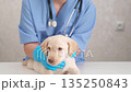 A veterinarian examines a cute Labrador puppy 135250843