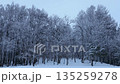 Winter woods swaying in the wind 135259278