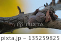 Dried ginkgo nuts remaining on the branches 135259825