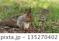 A lively squirrel is busy foraging for food among the grass and leaves in a park, enjoying the warm sunshine on a pleasant afternoon. 135270402