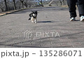 一位女士牽著她的吉娃娃犬在風中散步 135286071