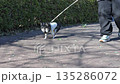 一位女士牽著她的吉娃娃犬在風中散步 135286072