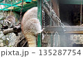 Raccoons climb obstacles and suspension bridges in a spacious enclosure 135287754