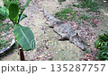 group of large crocodiles resting on the ground among plants 135287757