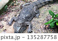 large Saltwater crocodile Crocodylus porosus resting on the ground near water 135287758