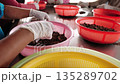 Close up of a worker sorting cardamom seeds on a production line at a factory in cambodia. 135289702