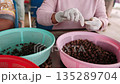 Close up of a woman worker sorting black cardamom pods. Traditional spice production and agriculture in kampot, cambodia. 135289704