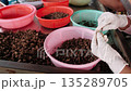 Close up of a worker sorting cardamom seeds on a production line at a factory in cambodia. 135289705