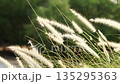 Slow motion feather Grass. White grass flowers sway gently in breeze by warm sunlight. Blurry background of hill trees and sky. Tranquil natural outdoor slow motion. Close up nature grass background. 135295363