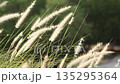 Slow motion feather Grass. White grass flowers sway gently in breeze by warm sunlight. Blurry background of hill trees and sky. Tranquil natural outdoor slow motion. Close up nature grass background. 135295364