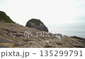 Columnar joints at Tategasaki, Kumano City, Mie Prefecture 135299791