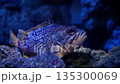 A cinematic close-up shot of a textured Rockfish resting motionless on the rocky bottom of a marine aquarium. 135300069