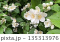 Blooming jasmine shrub in June. Jasmine flowers. White flowers. 135313976