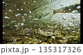 若鮎の群れ 135317326