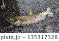 鮭の死骸 135317328