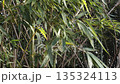 風に揺れる竹の葉 135324113