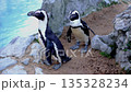 A delightful medium shot of two African Penguins Spheniscus demersus also known as Jackass Penguins, standing on a sandy and rocky shore near a pool of clear blue water.  135328234