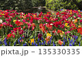 Rows of tulip flowers 135330335