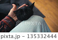 Cat Being Petted by Owner in a Cozy Home Setting 135332444