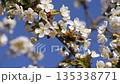 Cherry blossoms in spring against a blue sky with light white clouds. Wild nature in spring. It's time for flowering. 135338771