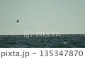 Birds flying ocean, seabirds soaring over open wavy sea under bright sky 135347870