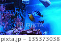 Colorful fish swimming in a vibrant aquarium display 135373038