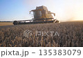Modern harvester gathering crop of ripe wheat in field at sunset time. Combine riding through rural cutting yellow stalks of barley. Scenic view of grain field at background. Slow motion Dolly shot 135383079