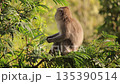 Monkey sitting in lush green tree with natural light, observing environment, showcasing wildlife in its natural habitat and conservation efforts Monkey sitting in lush green tree with natural light, observing environment, showcasing wildlife in its natural habitat and conservation efforts 135390514