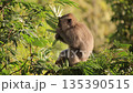 Monkey eating leaves in lush green forest, bathed in natural light, showcasing animal behavior and wildlife conservation Monkey eating leaves in lush green forest, bathed in natural light, showcasing animal behavior and wildlife conservation 135390515