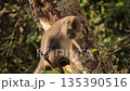 Monkey clinging to tree trunk in tropical forest under natural light, showcasing primate behavior in wild habitat for wildlife conservation projects Monkey clinging to tree trunk in tropical forest under natural light, showcasing primate behavior in wild habitat for wildlife conservation projects 135390516