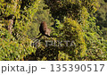 Monkey sitting on a tree branch in jungle under natural light, contemplating life in nature, wildlife, conservation concept Monkey sitting on a tree branch in jungle under natural light, contemplating life in nature, wildlife, conservation concept 135390517