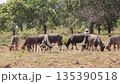 Cattle grazing in arid field under natural light, highlighting rural life and sustainable agriculture in Southeast Asia Cattle grazing in arid field under natural light, highlighting rural life and sustainable agriculture in Southeast Asia 135390518