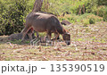 Water Buffalo grazing in a field on a sunny day with natural light and lush green vegetation background for agriculture and wildlife preservation concept Water Buffalo grazing in a field on a sunny day with natural light and lush green vegetation background for agriculture and wildlife preservation concept 135390519