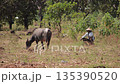Water buffalo grazing in field with farmer under natural light for agriculture sustainability and animal husbandry in Southeast Asia Water buffalo grazing in field with farmer under natural light for agriculture sustainability and animal husbandry in Southeast Asia 135390520