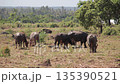 Water buffalo grazing in a dry field with natural light, showcasing rural landscape and agricultural scene Water buffalo grazing in a dry field with natural light, showcasing rural landscape and agricultural scene 135390521