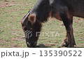 Water buffalo grazing on grass in a field with natural light, showcasing agricultural practices and animal husbandry in a rural setting Water buffalo grazing on grass in a field with natural light, showcasing agricultural practices and animal husbandry in a rural setting 135390522