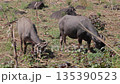 Water Buffalo grazing peacefully in natural light on rural pasture, embodying sustainable agriculture and animal welfare practices Water Buffalo grazing peacefully in natural light on rural pasture, embodying sustainable agriculture and animal welfare practices 135390523
