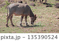 Water Buffalo Grazing in Field with Natural Light - Peaceful Wildlife Scene in Rural Setting Water Buffalo Grazing in Field with Natural Light - Peaceful Wildlife Scene in Rural Setting 135390524