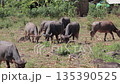 Water buffalo grazing in a field, natural light, showing their horns and dark hides, for agricultural or wildlife content Water buffalo grazing in a field, natural light, showing their horns and dark hides, for agricultural or wildlife content 135390525