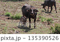 Water buffalo with calf grazing in field, natural light, portraying animal parenting, care, and serene nature scene in rural environments Water buffalo with calf grazing in field, natural light, portraying animal parenting, care, and serene nature scene in rural environments 135390526