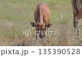 Cattle grazing peacefully in pasture under natural light, showcasing rural serenity and sustainable agriculture practices in stock video Cattle grazing peacefully in pasture under natural light, showcasing rural serenity and sustainable agriculture practices in stock video 135390528