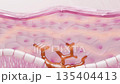The mechanism by which ultraviolet rays stimulate melanocytes to produce melanin, which causes spots 135404413