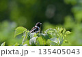 Male of Siberian Stonechat or Saxicola Maurus perched on top of green wild raspberry bush. Siberian Stonechat or Asian Stonechat is chunky little bird of open landscapes often sits on exposed perches 135405043