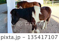 Two miniature horses walking closely together inside a stable 135417107