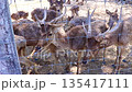 Deer chewing animal bones for minerals in natural habitat 135417111