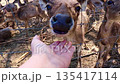 Deer curiously sniffing a human hand at close range 135417114