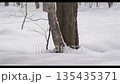北海道　真冬の樹木と雪景色 135435371