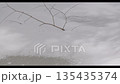 北海道　真冬の樹木と雪景色 135435374
